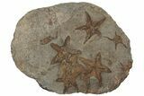 Slab Of Fossil Starfish, Carpoids And A Brittle Star - Morocco #196764-1
